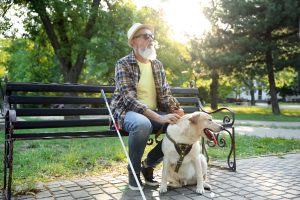 Blind mature man with guide dog sitting on bench in park